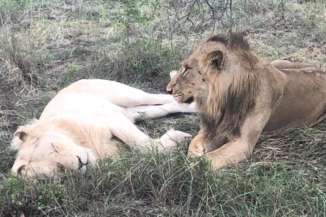 Photo of Others in Thorny Bush Game Reserve