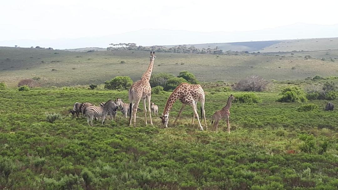 Photo of Others in Kouga