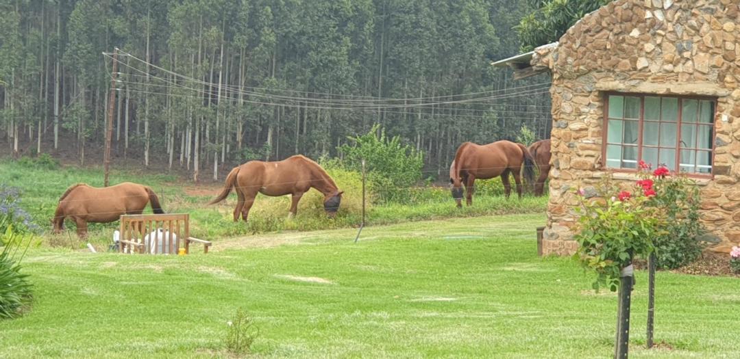 Photo of Others in Mkhondo