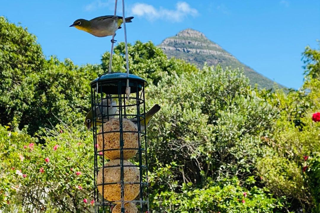 Photo of Others in Hout Bay