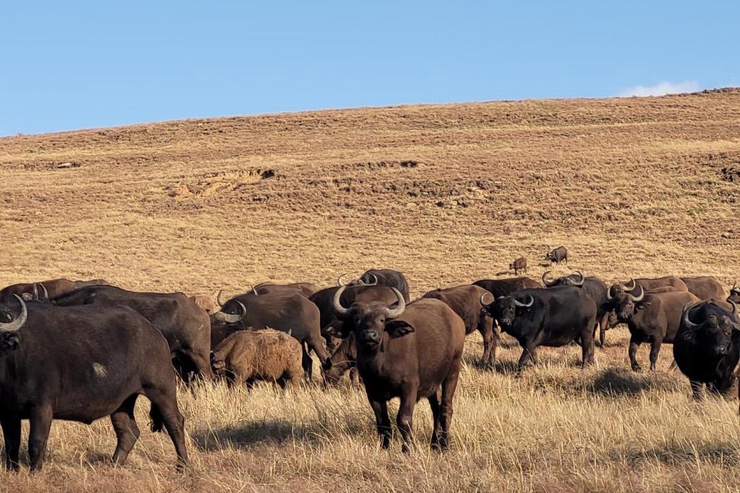 Photo of Others in Maluti a Phofung