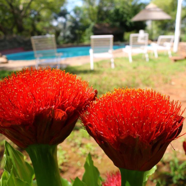 Photo of Others in Magaliesberg
