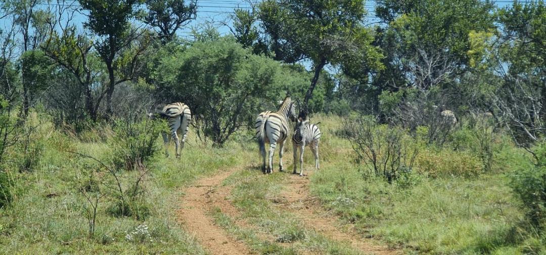 Photo of Outdoor in Hammanskraal