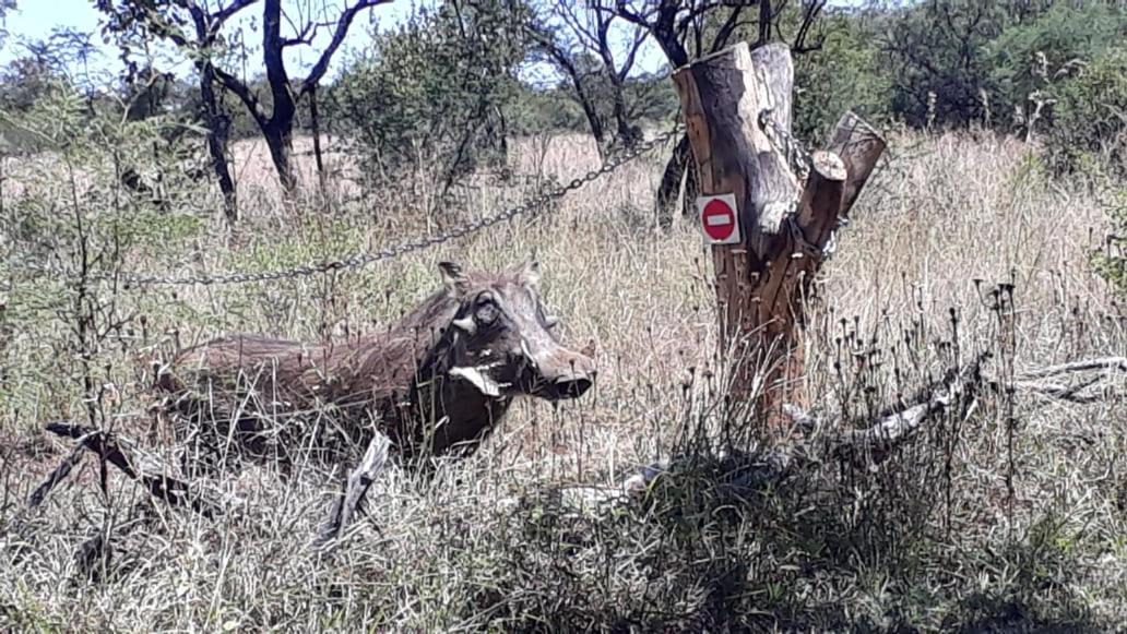 Photo of Others in Hammanskraal