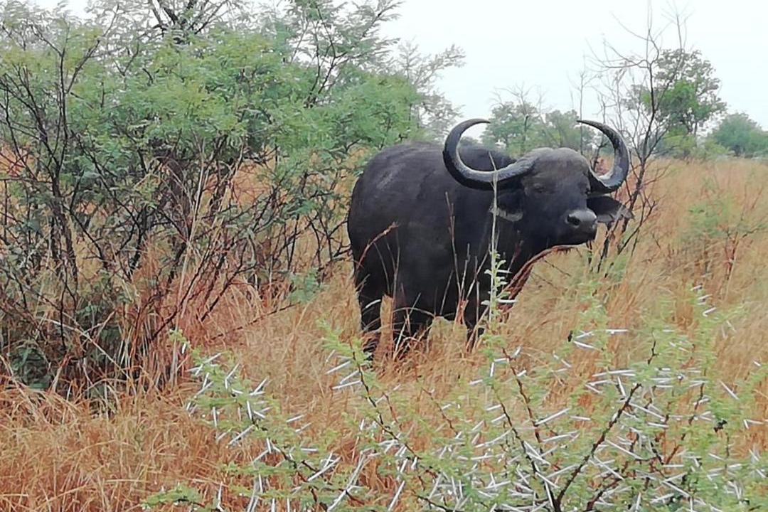 Photo of Others in Hammanskraal