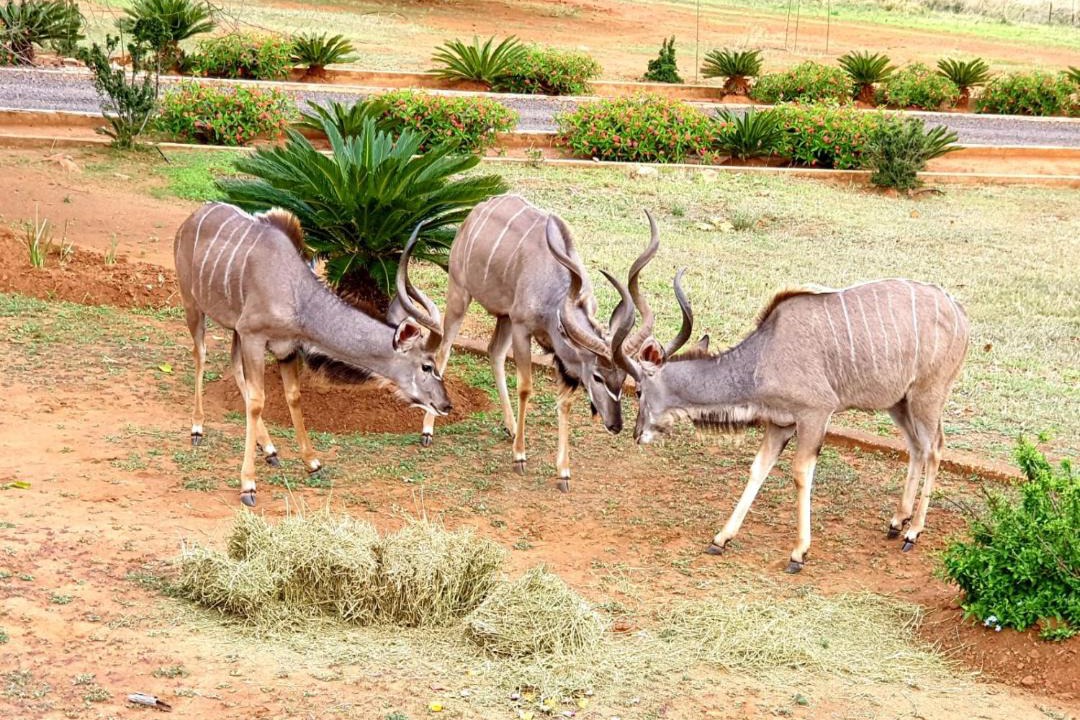 Photo of Others in Lydenburg