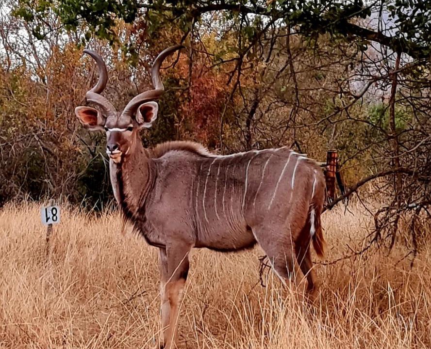Photo of Others in Lydenburg
