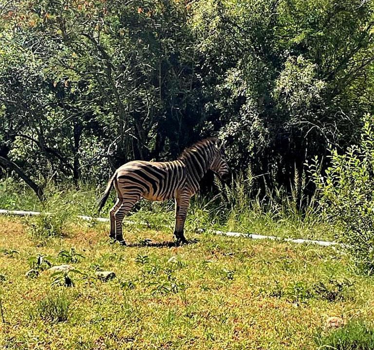 Photo of Others in Lydenburg