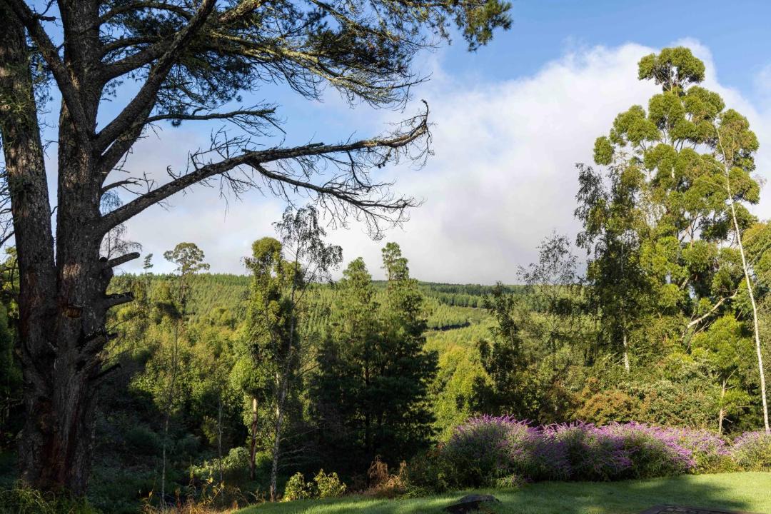 Photo of Others in Hogsback