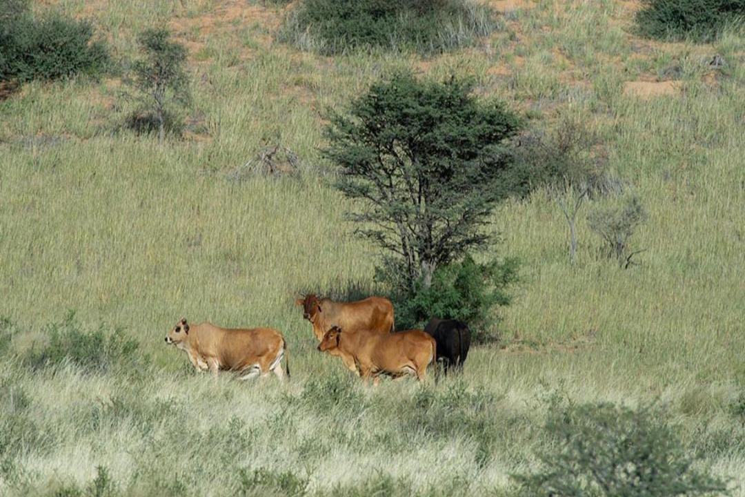 Photo of Others in Mier