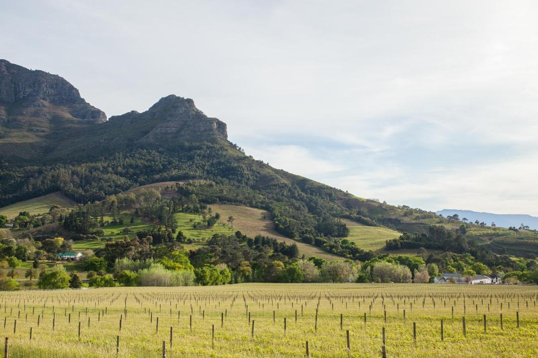 Photo of Others in Cape Winelands