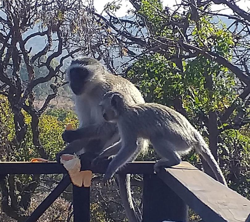 Photo of Others in Buffelspoort