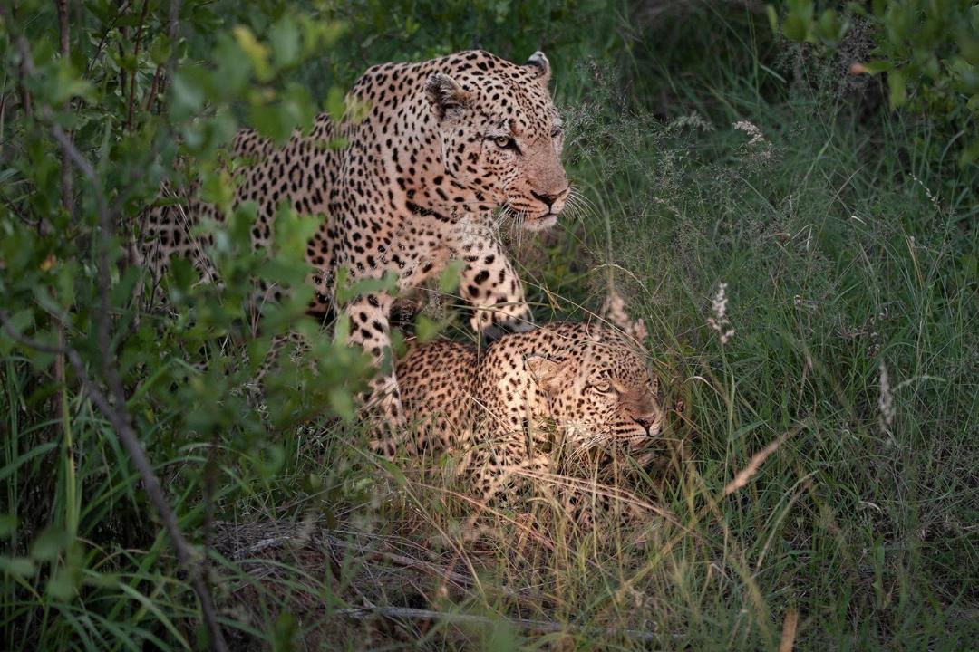 Photo of Others in Hoedspruit