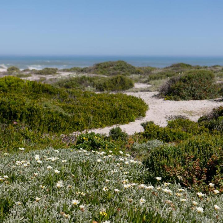 Photo of Outdoor in Yzerfontein