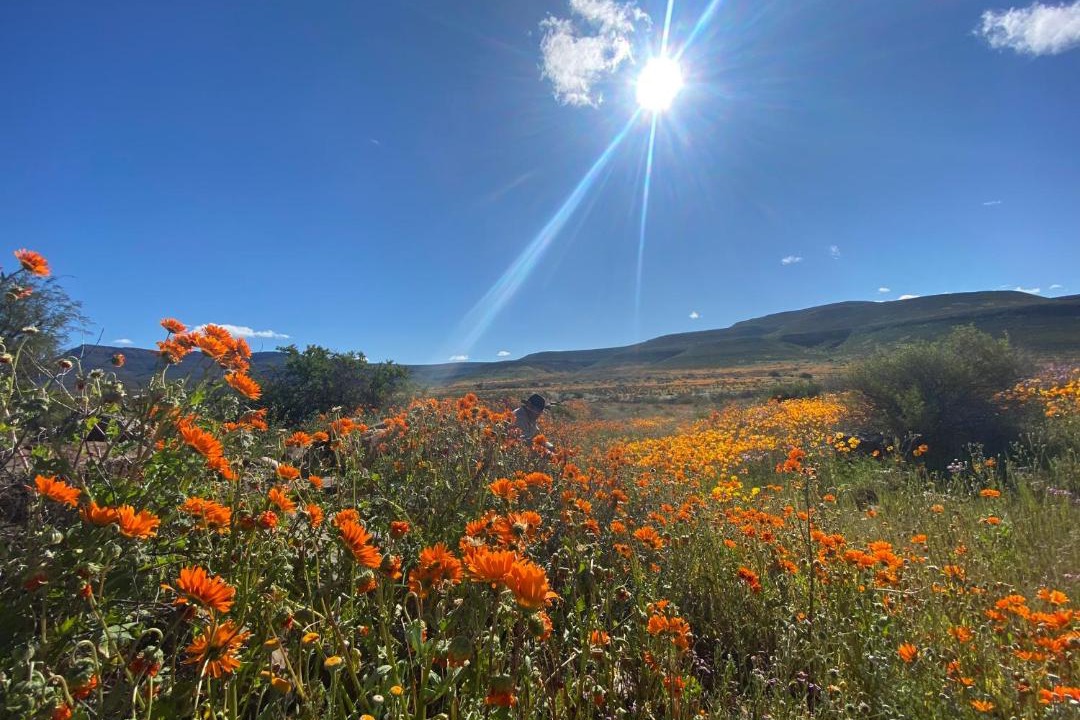 Photo of Others in Cederberg