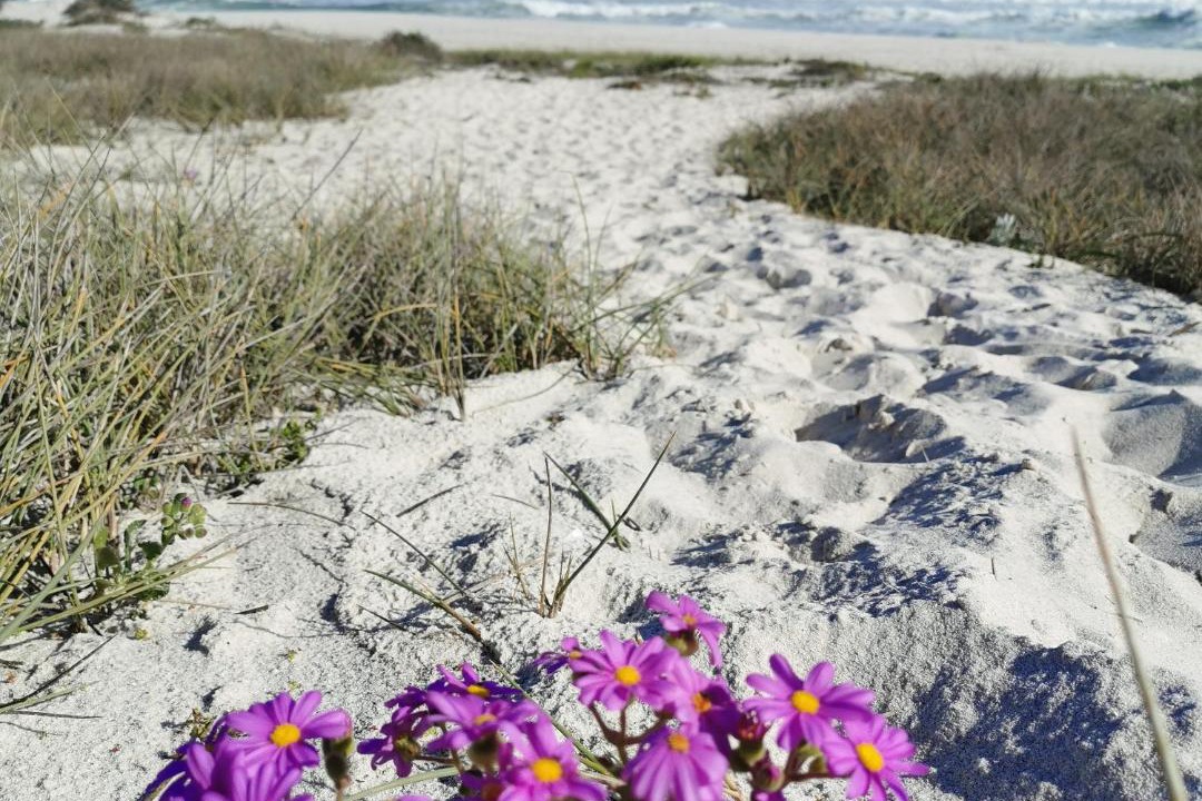 Photo of Others in Yzerfontein
