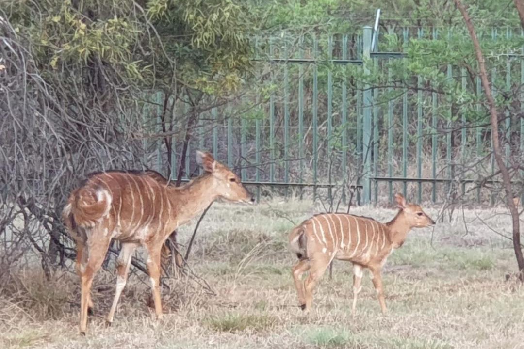 Photo of Others in Buffelspoort