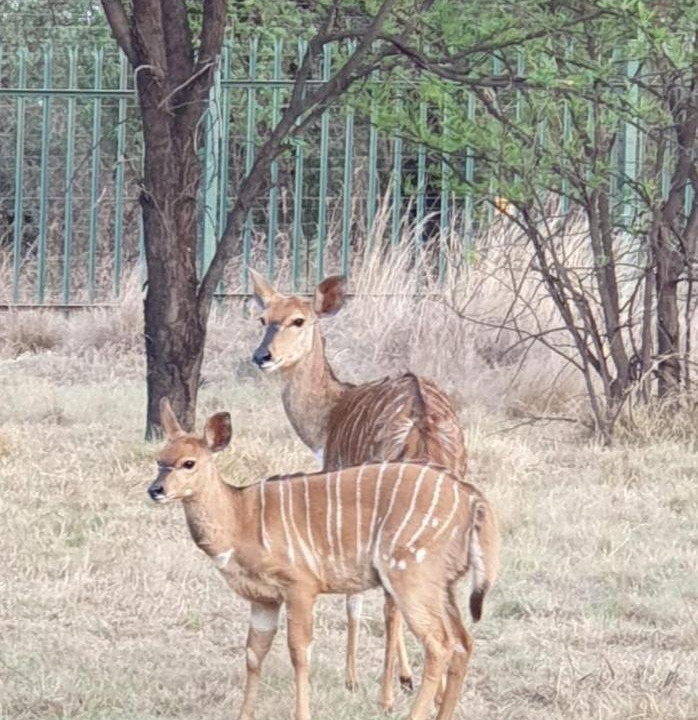 Photo of Others in Buffelspoort