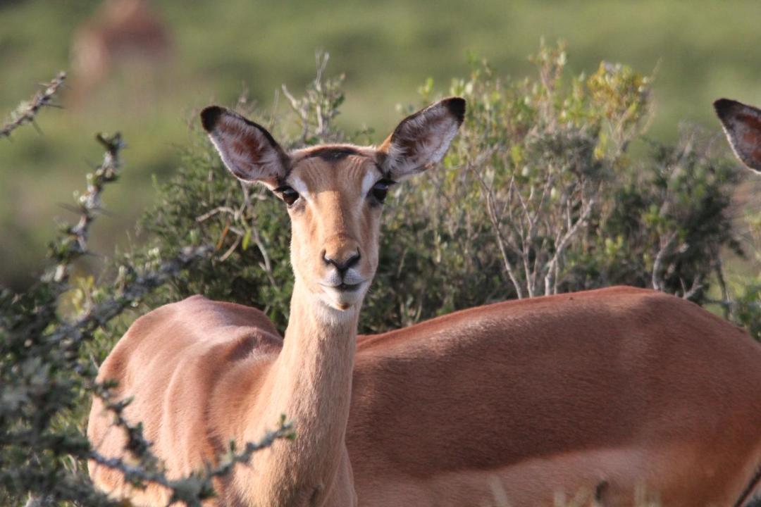 Photo of Others in Mossel Bay