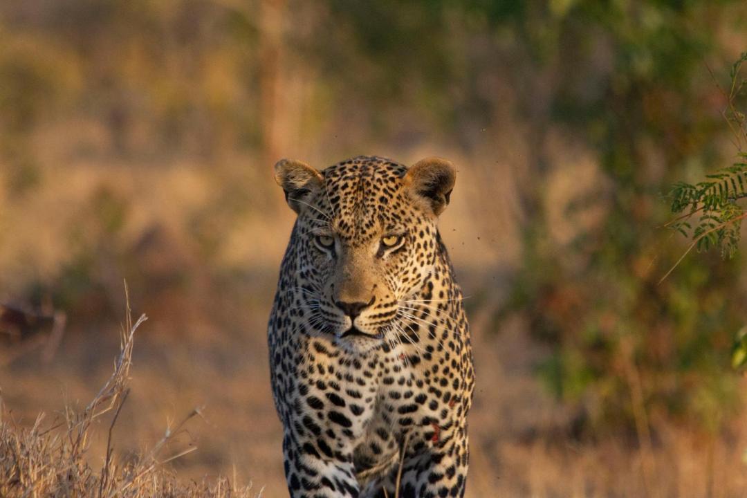 Photo of Others in Thorny Bush Game Reserve