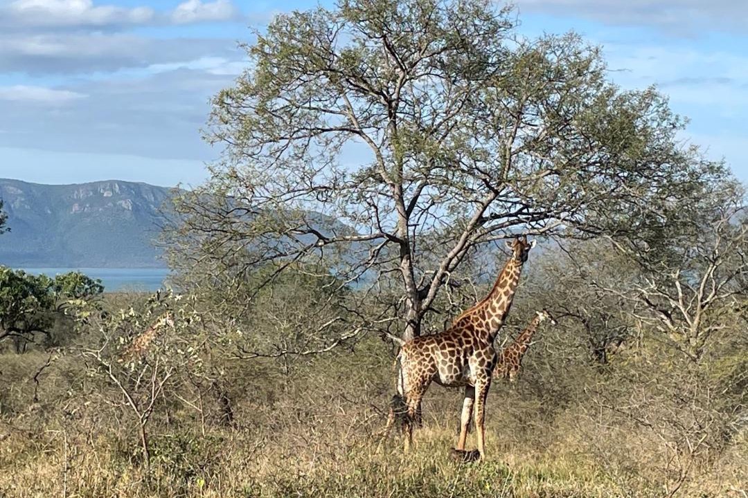 Photo of Others in Pongola