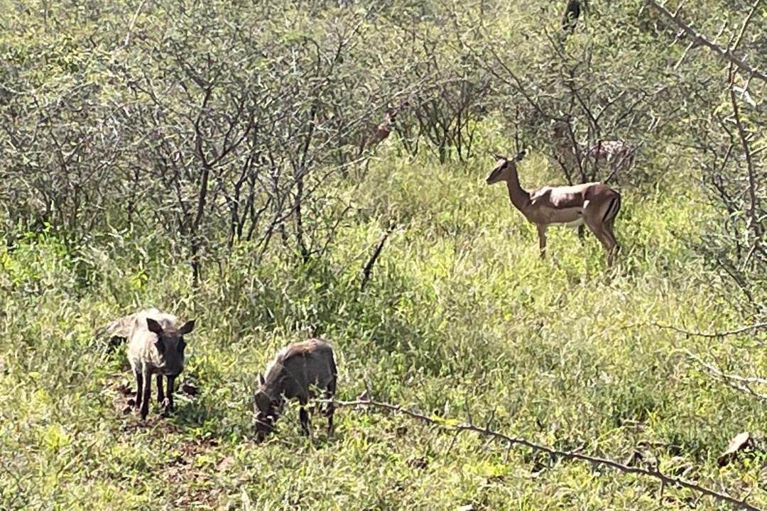 Photo of Others in Pongola