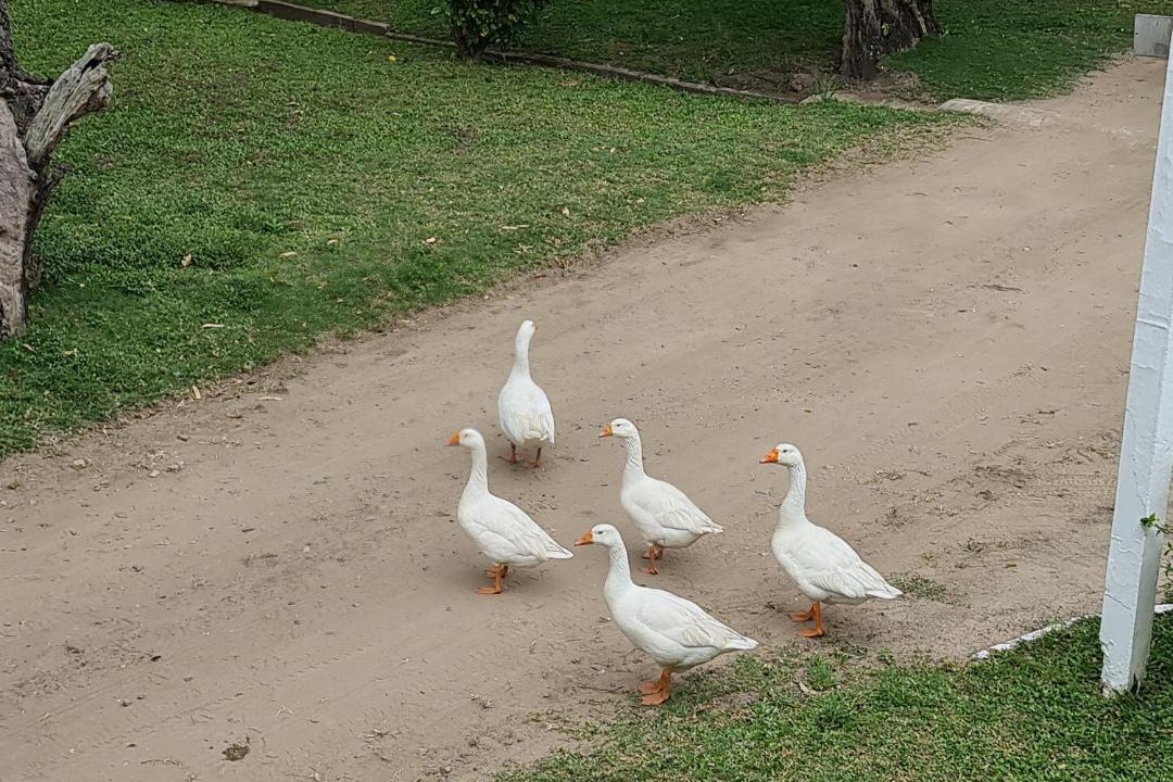 Photo of Others in Hibberdene