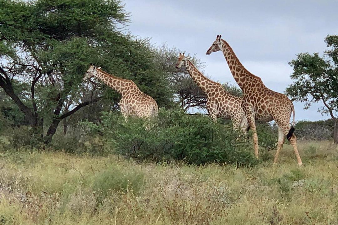 Photo of Others in Hoedspruit
