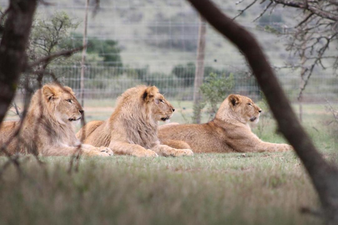 Photo of Others in Loerieheuwel