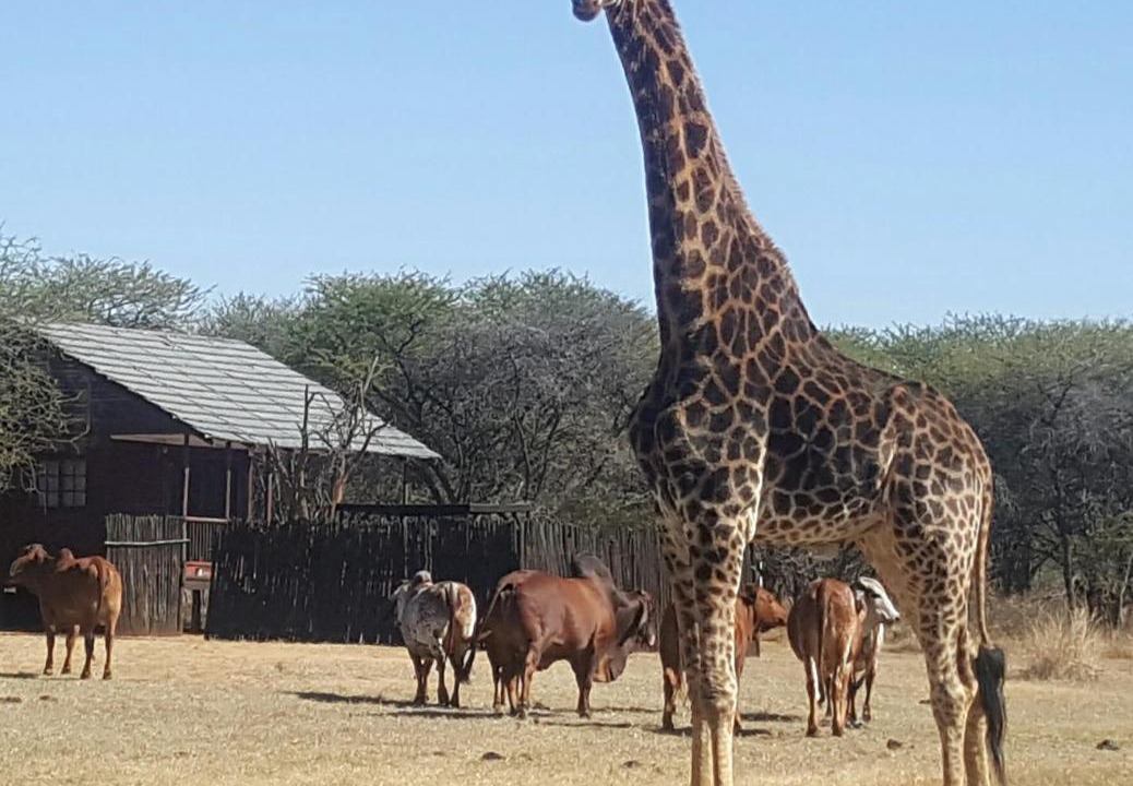 Photo of Others in Naboomspruit