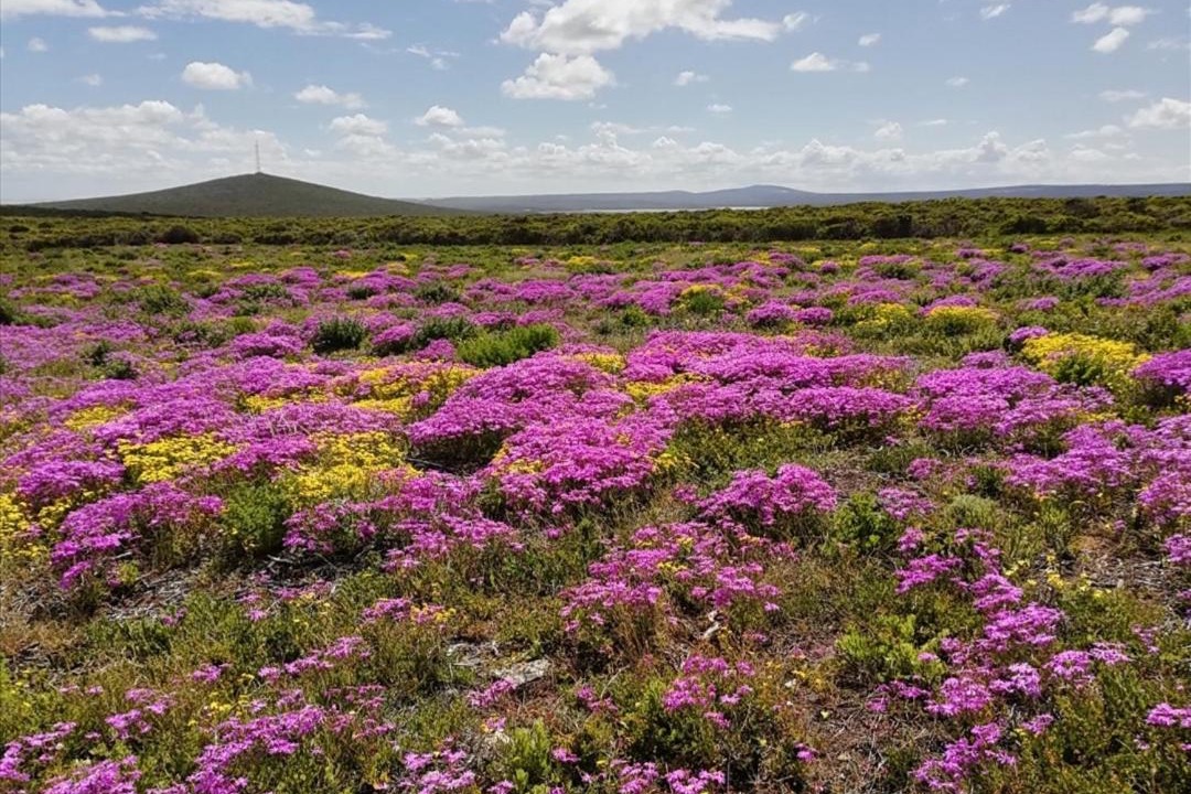 Photo of Outdoor in Yzerfontein