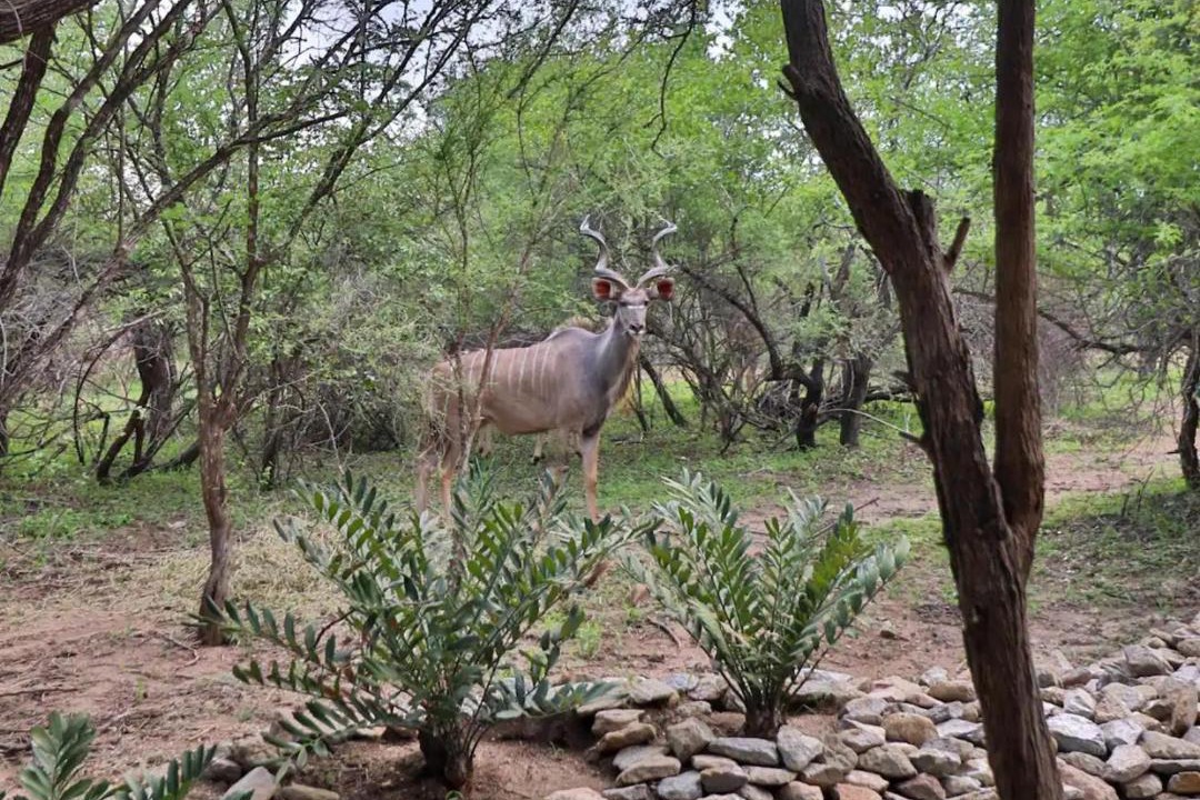 Photo of Others in Marloth Park