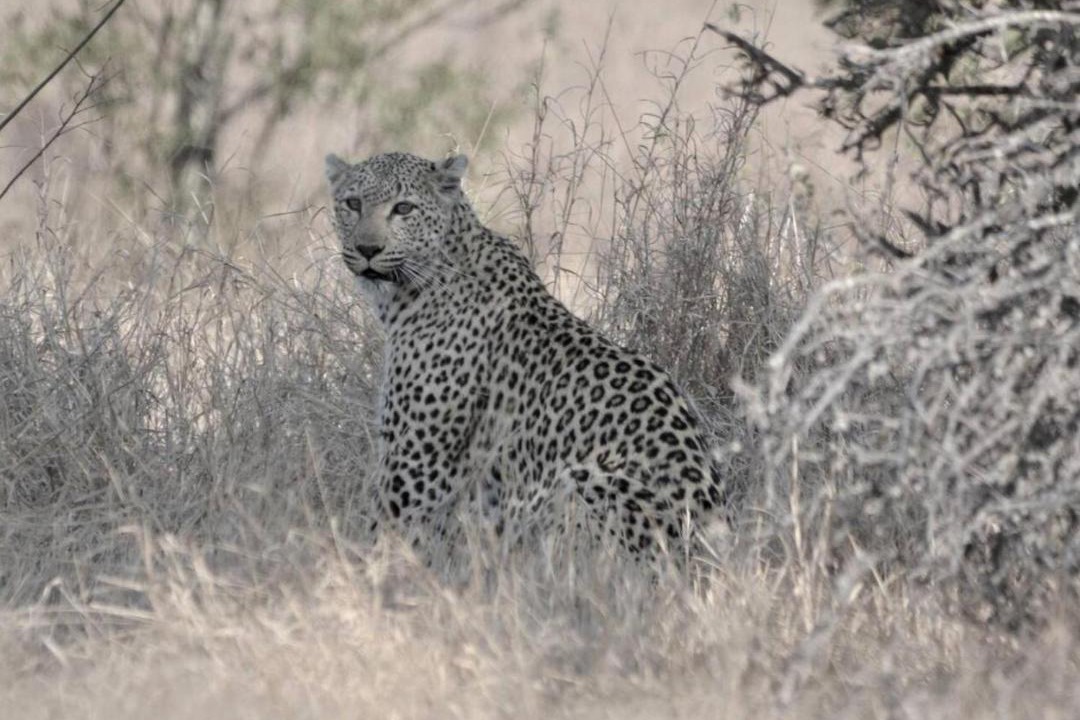 Photo of Others in Marloth Park