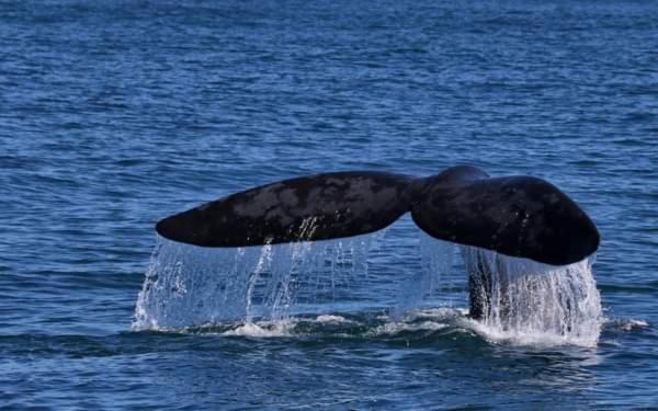 Photo of Others in Sandbaai