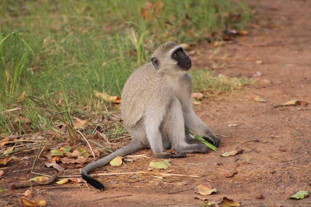 Photo of Others in Phalaborwa