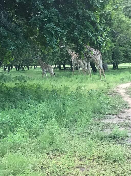 Photo of Others in Phalaborwa