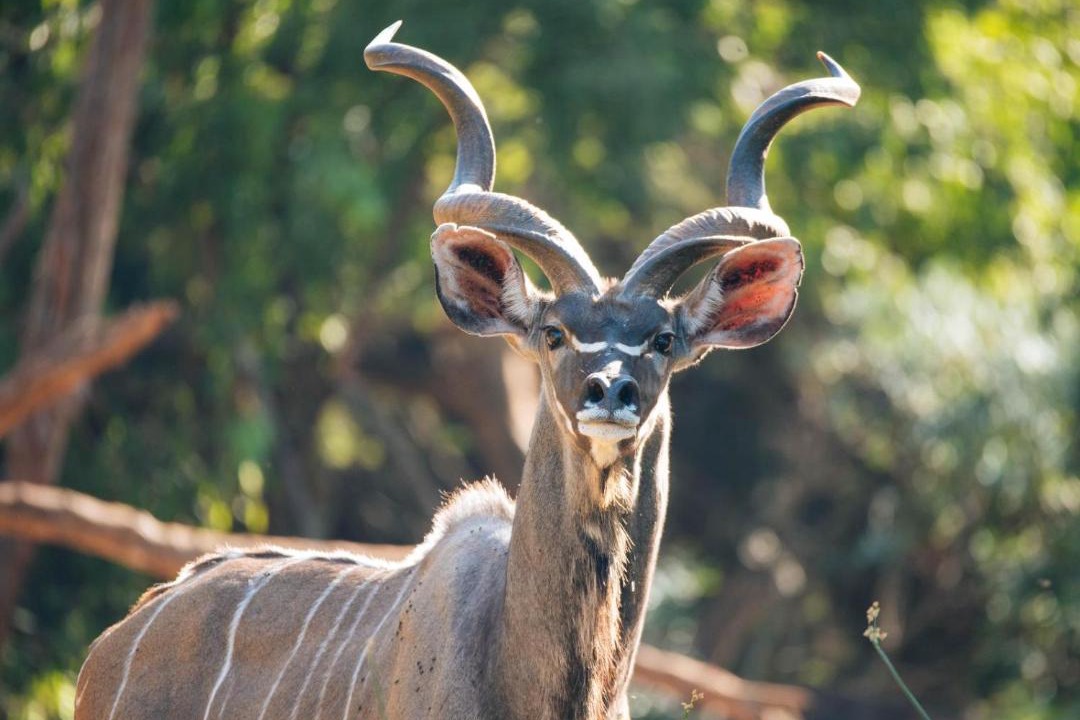 Photo of Others in Waterberg