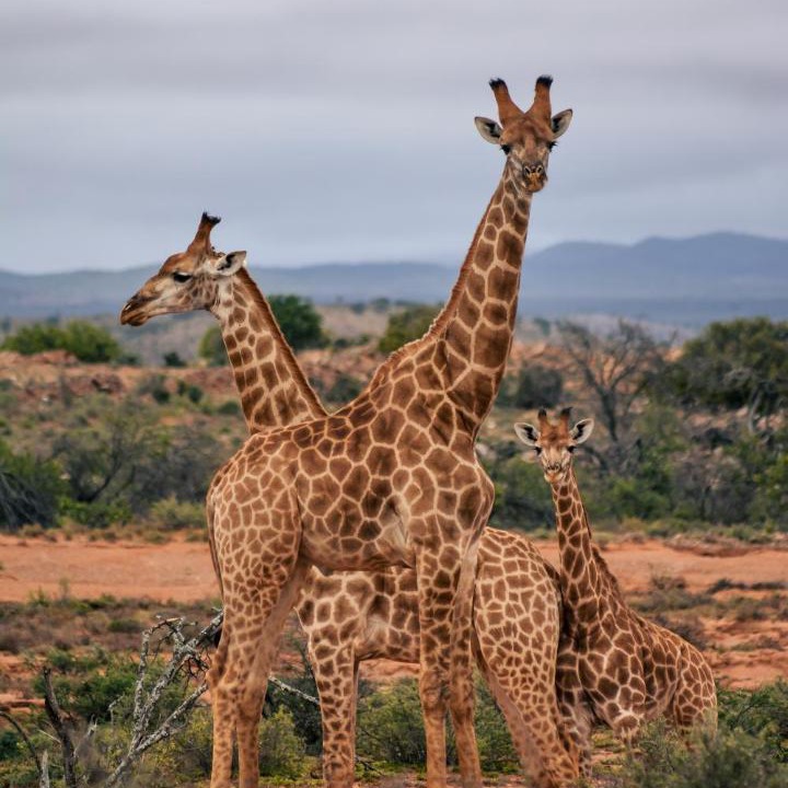 Photo of Others in Wolwefontein