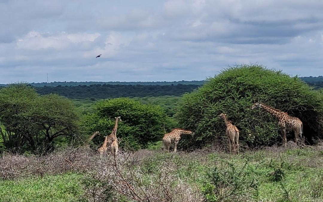 Photo of Others in Thorny Bush Game Reserve
