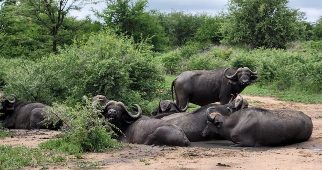Photo of Others in Thorny Bush Game Reserve