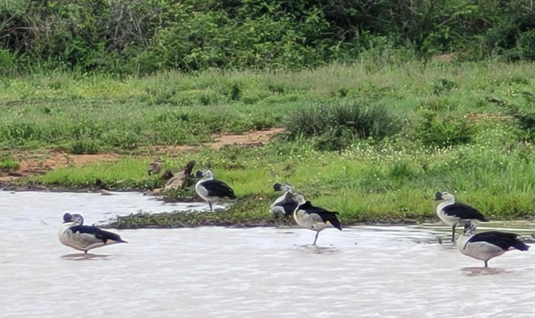 Photo of Others in Thorny Bush Game Reserve