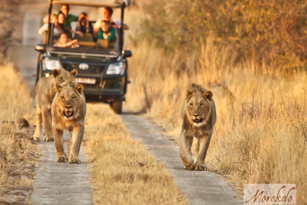 Photo of Others in Pilanesberg National Park