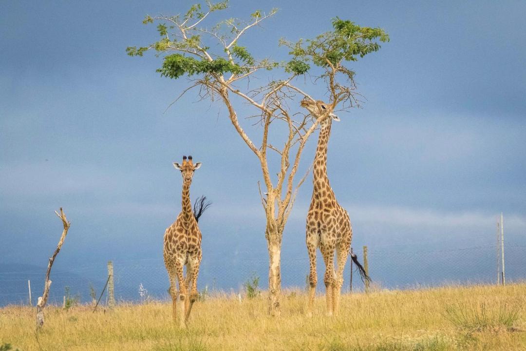 Photo of Others in Swellendam