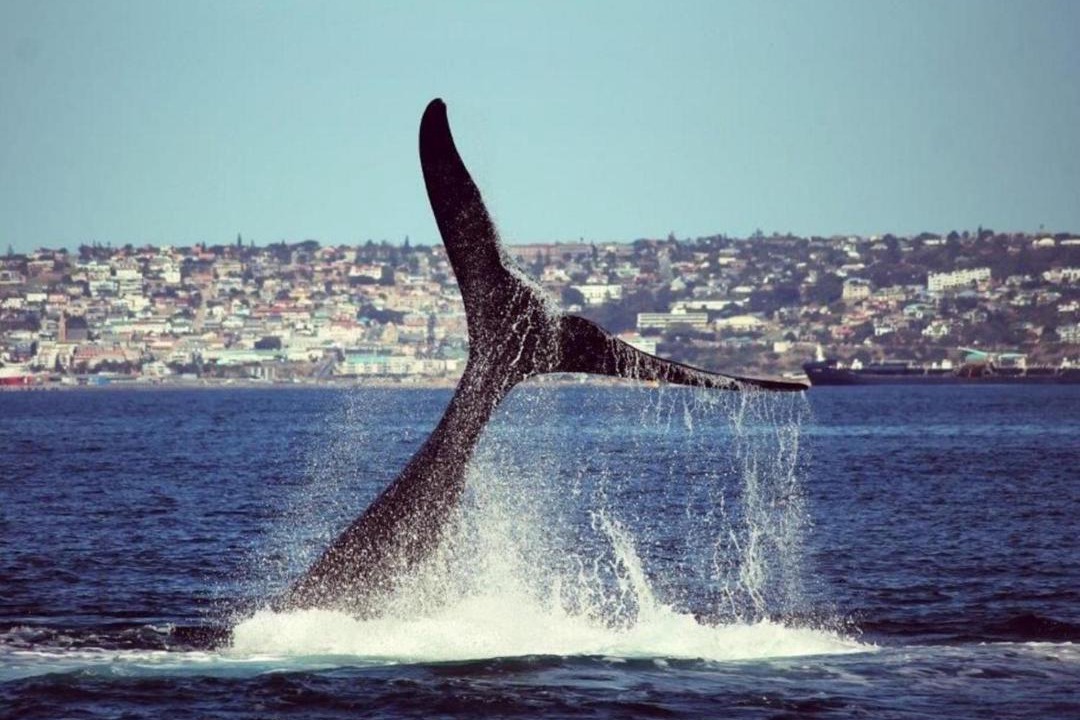 Photo of Others in Mossel Bay