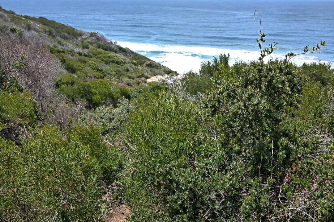 Photo of Others in Mossel Bay