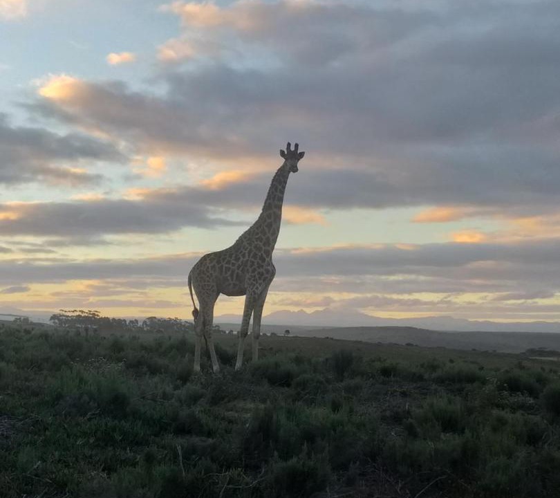 Photo of Others in Kouga