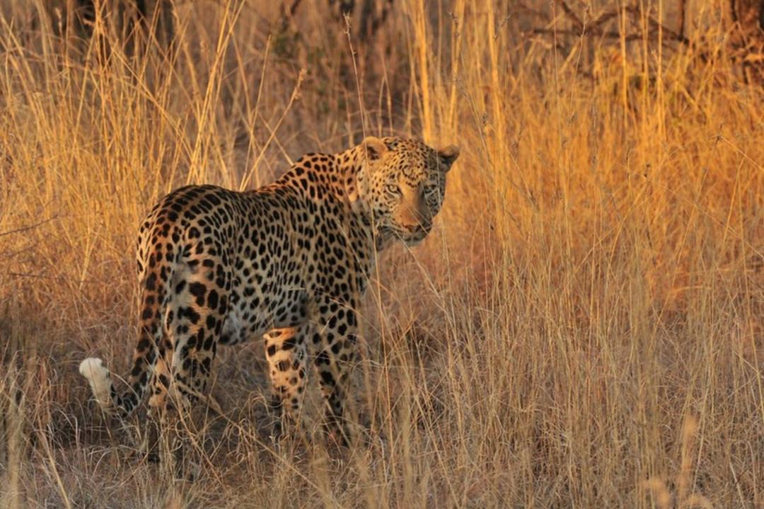 Photo of Others in Pilanesberg National Park