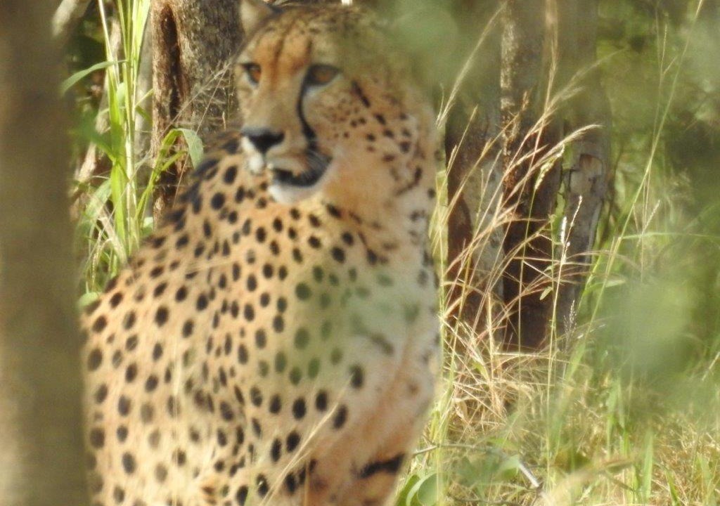 Photo of Others in Phalaborwa