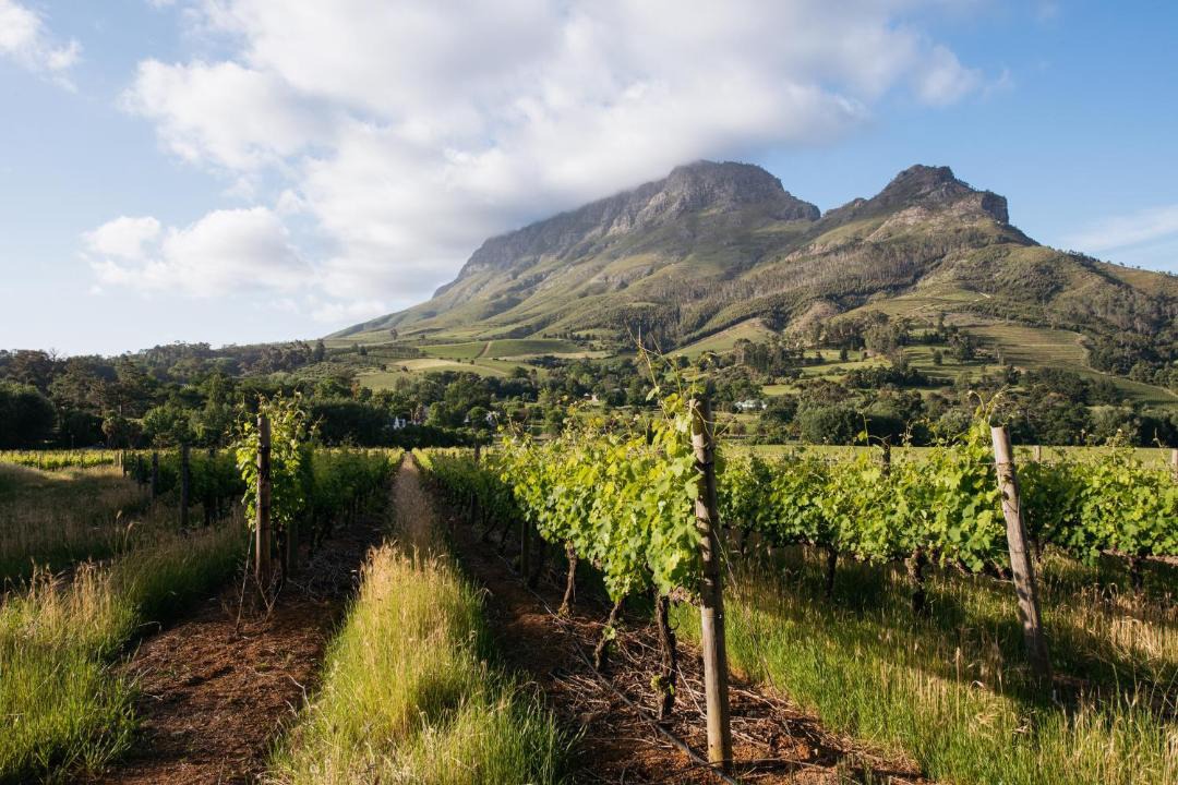 Photo of Others in Cape Winelands