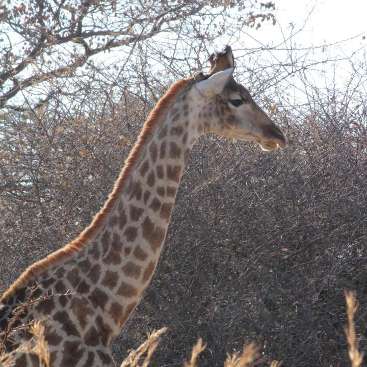 Photo of Others in Hammanskraal